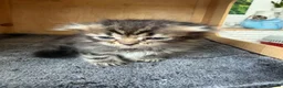 Scottish Fold cats for sale: Adorable kittens - Advert 5