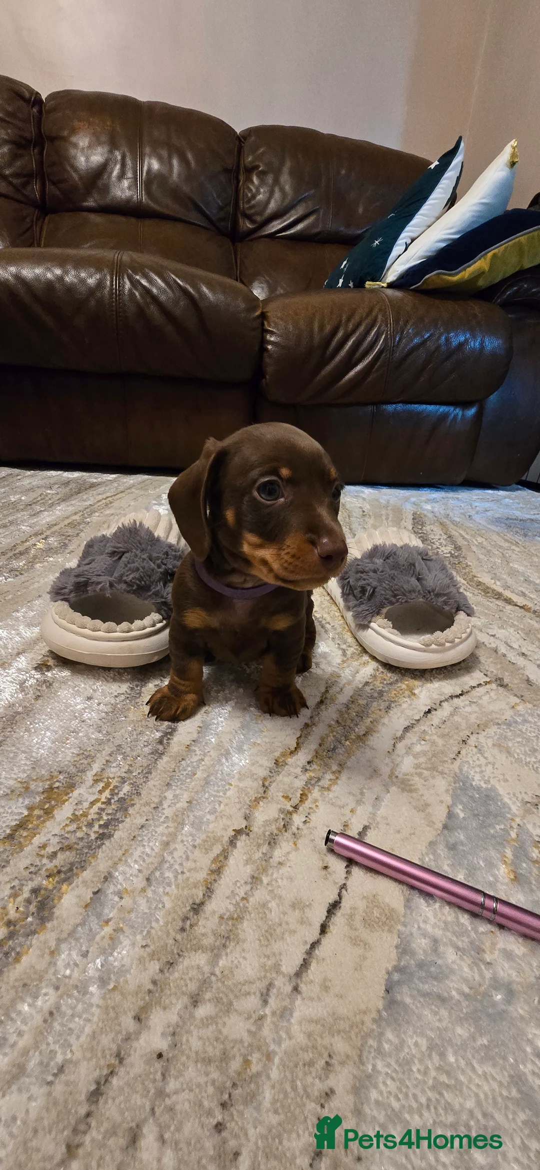 Miniature Dachshund dogs for sale: KC registered miniature Dachshund 🐶  - Advert 6