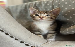 Mixed Breed cats for sale: Beautiful kittens - Image 26