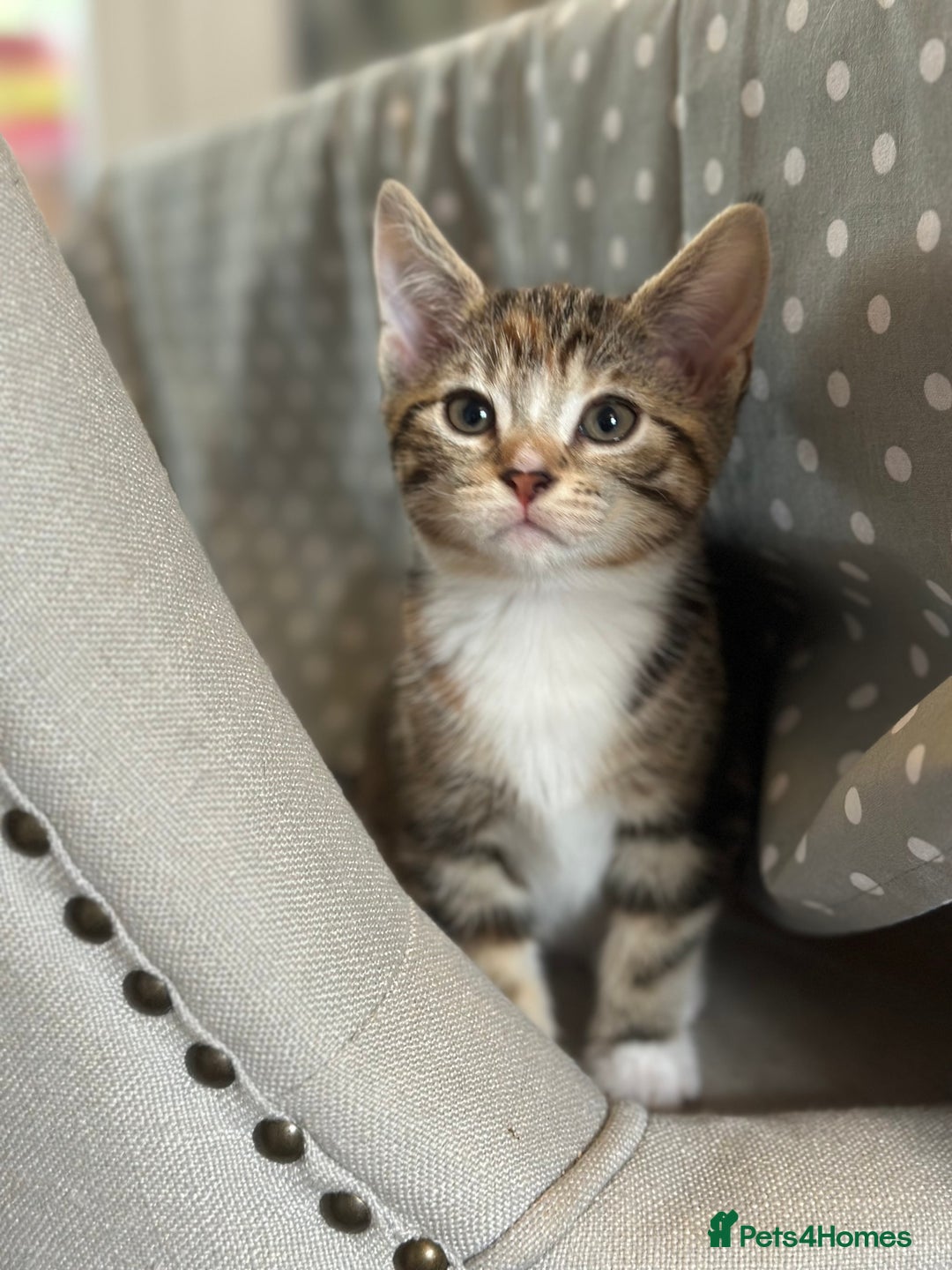 Mixed Breed cats for sale: Beautiful kittens - Image 26