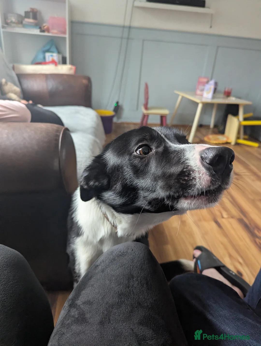 Border Collie dogs for sale: Lovely Welsh Collie Needs A New Home - Advert 4