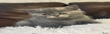British Shorthair Kitten 5