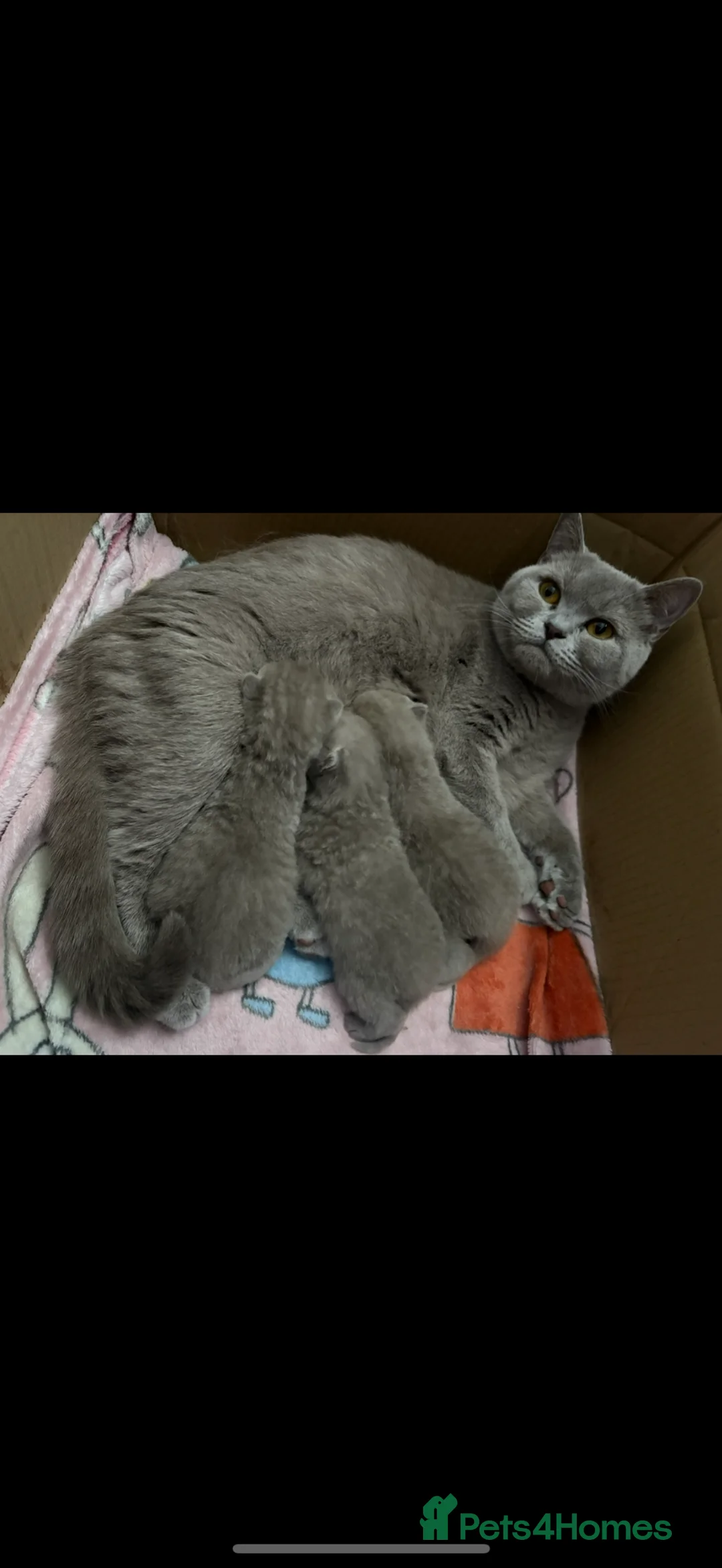British Shorthair cats for sale: British short hair kittens  - Advert 10