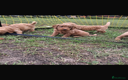 Mini Goldendoodle dogs for sale: F1 Goldendoodle puppies  - Image 12
