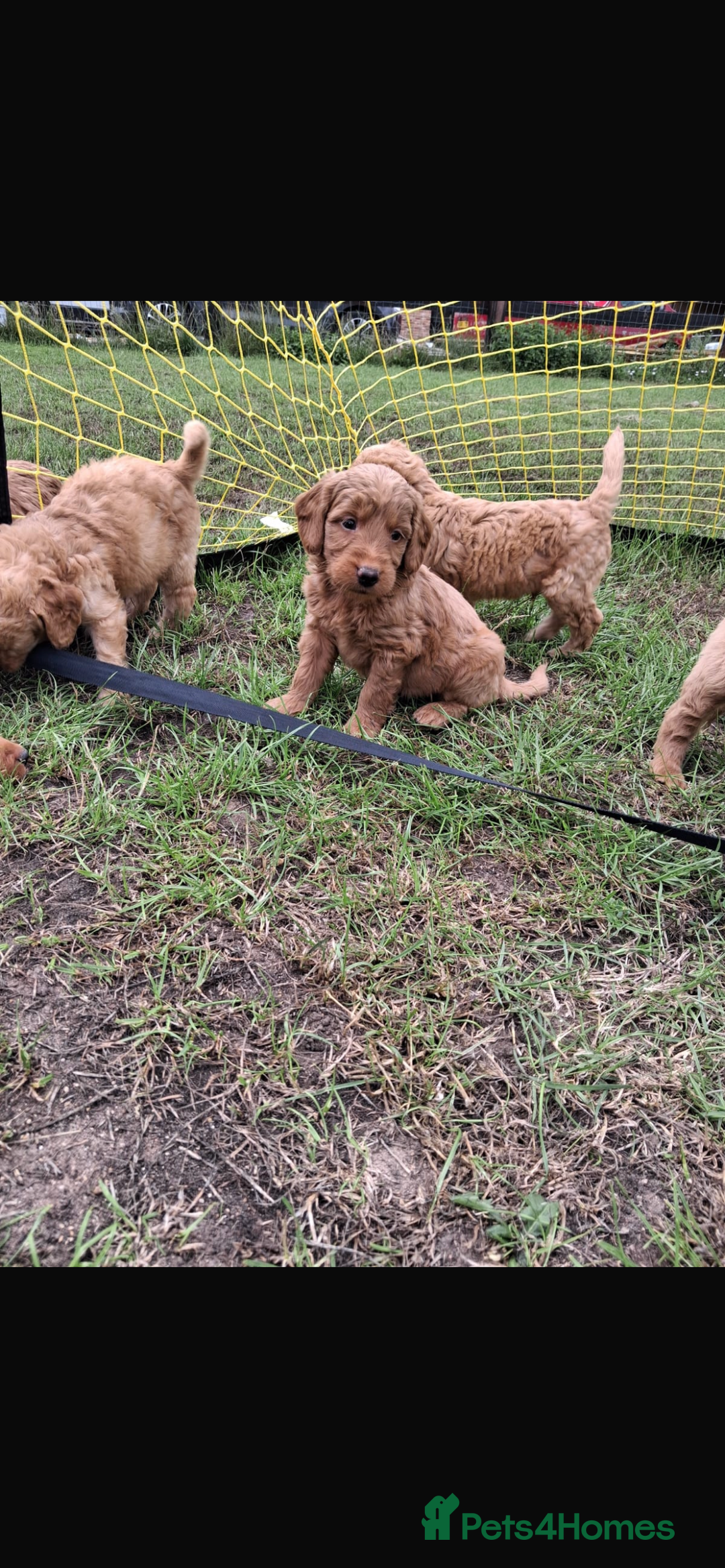 Mini Goldendoodle dogs for sale: F1 Goldendoodle puppies  - Image 12