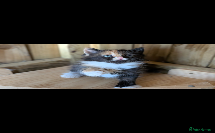 Maine Coon cats - Advert 1