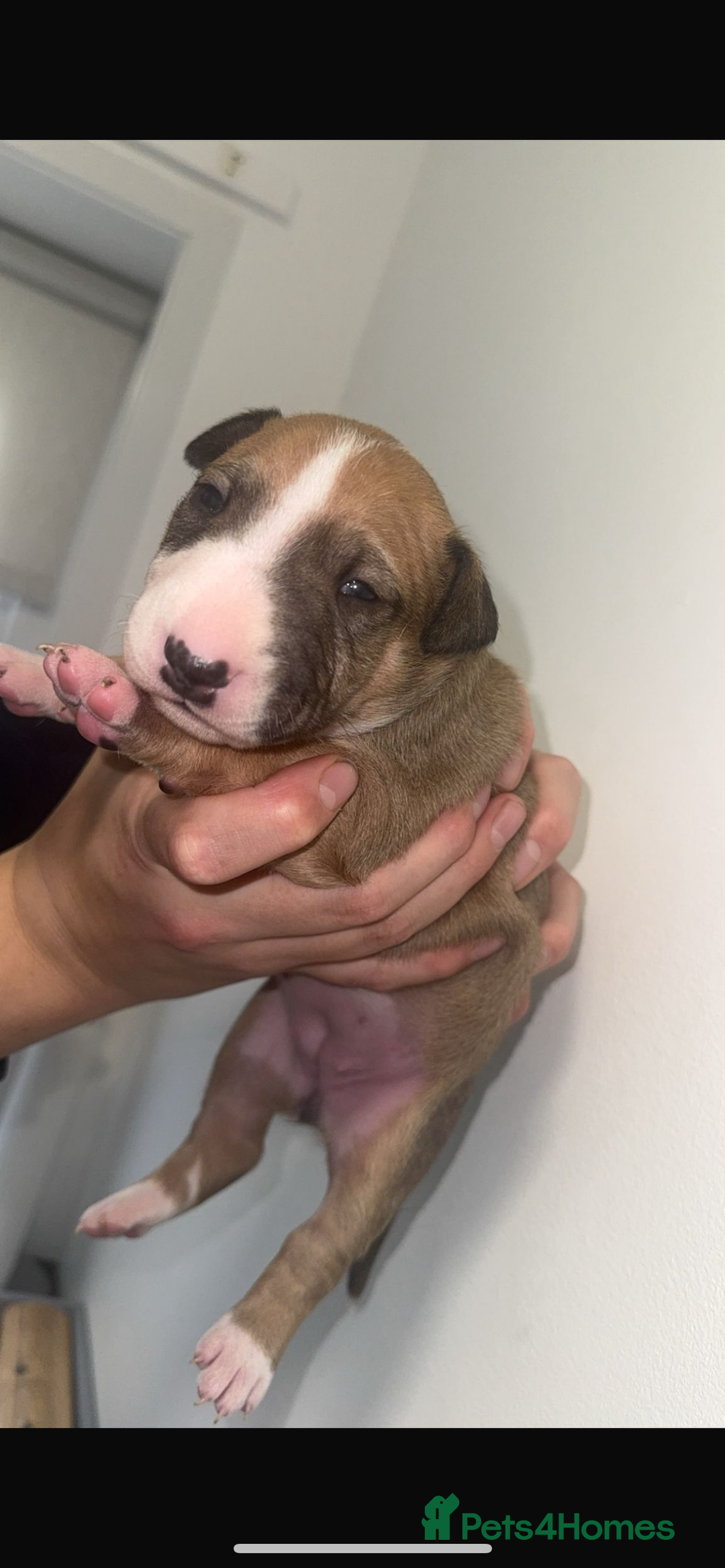 English Bull Terrier dogs for sale: Stunning KC miniature English bull terrier puppies - Advert 5
