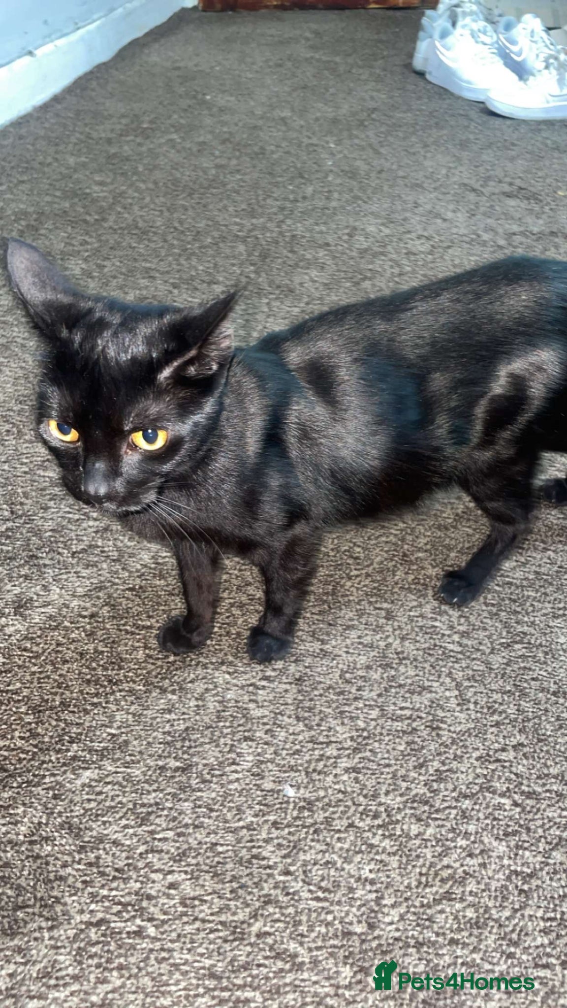 Mixed Breed cats Kittens for sale  - Advert 1
