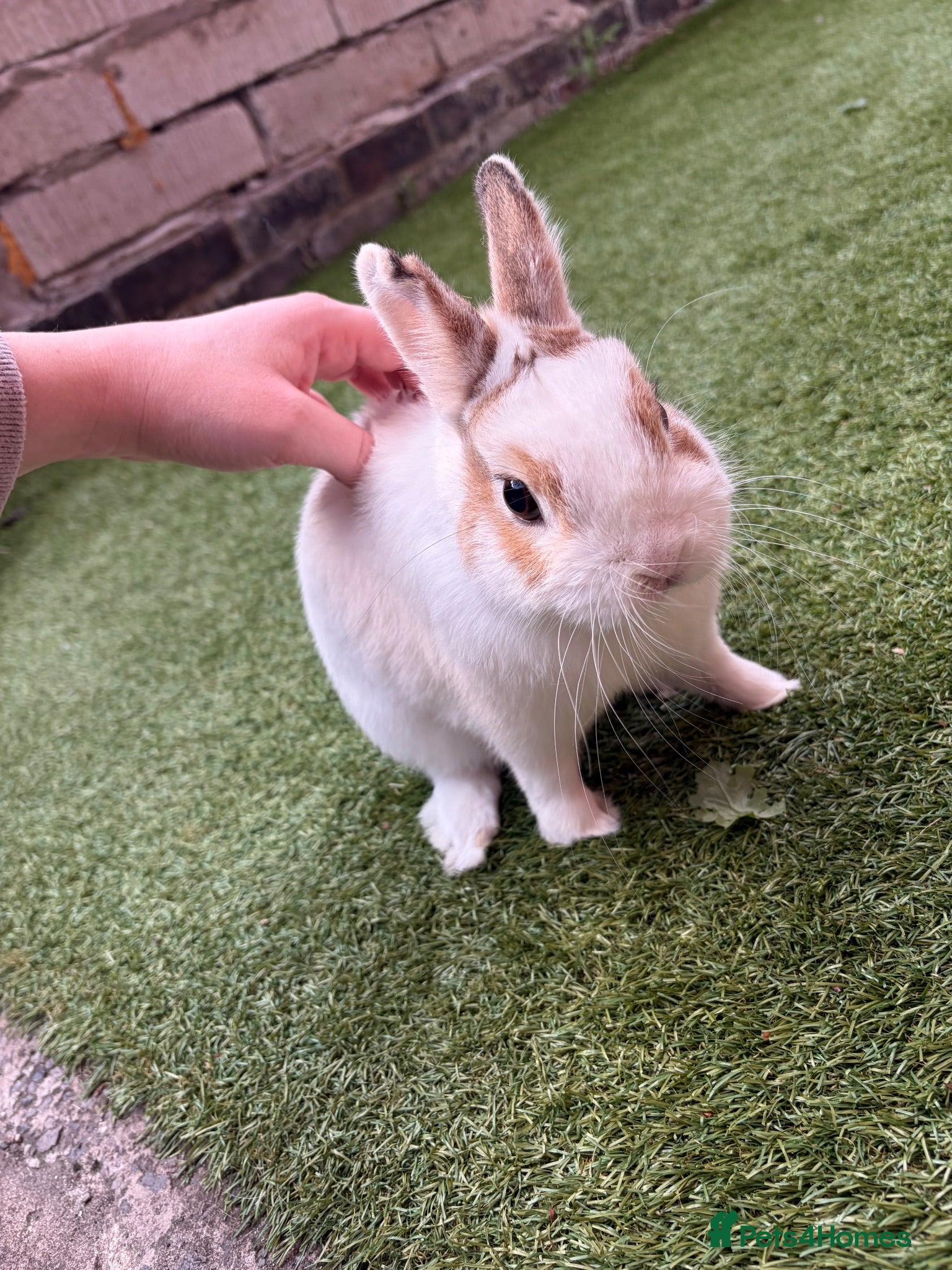 Netherland Dwarf rabbits Brown and white netherland dwarf  - Advert 3
