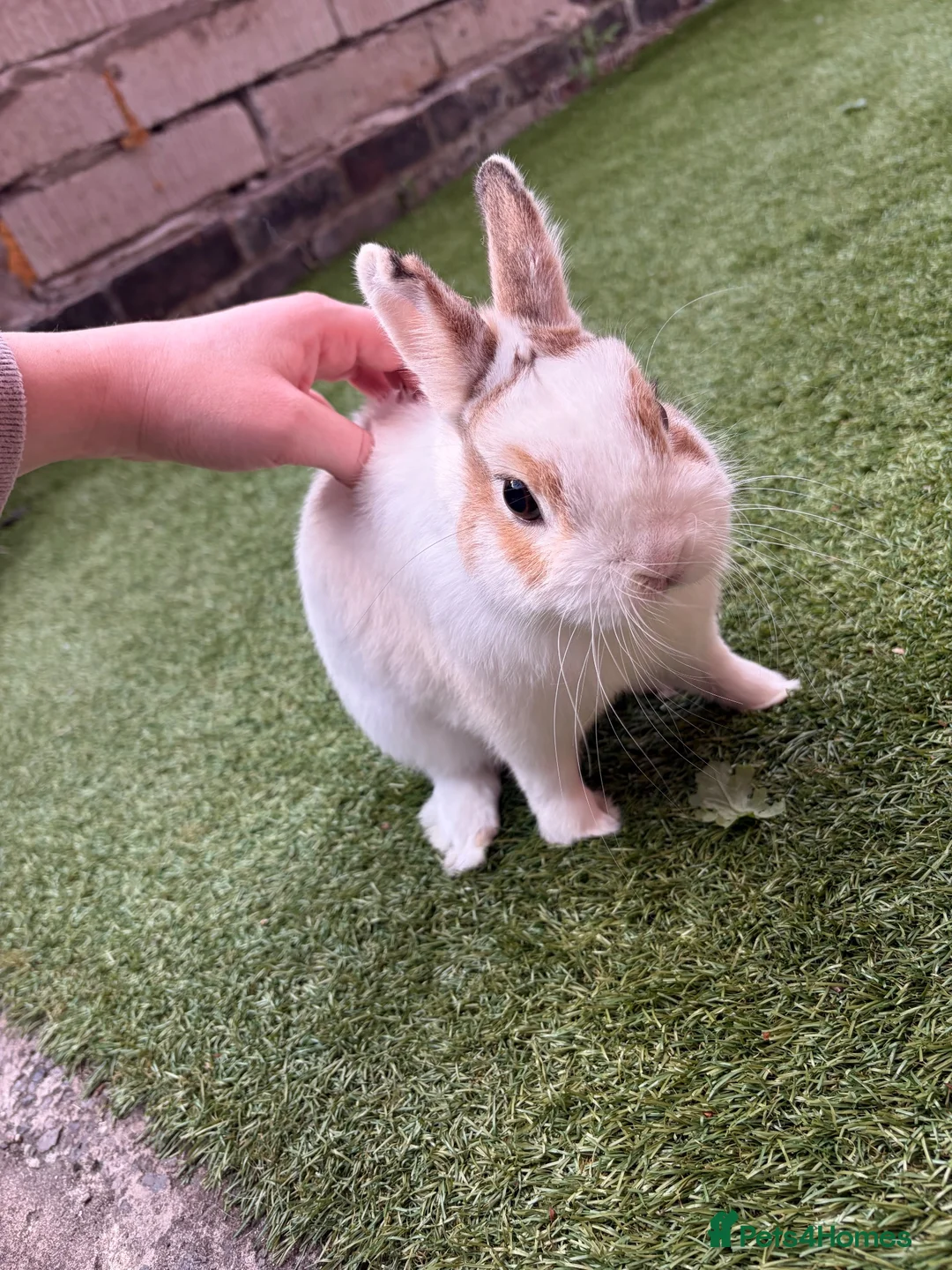 Netherland Dwarf rabbits for sale: Brown and white netherland dwarf  in Heywood - Advert 1