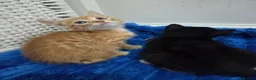 American Shorthair cats for sale: Ginger Male 8 Week Old Kitten - Advert 15