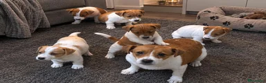 Jack Russell 3