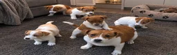 Jack Russell dogs for sale: Traditional Jack Russell Puppies  - Advert 4