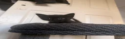 Domestic Shorthair cats for sale: 4 beautiful baby’s ready for there home - Advert 16