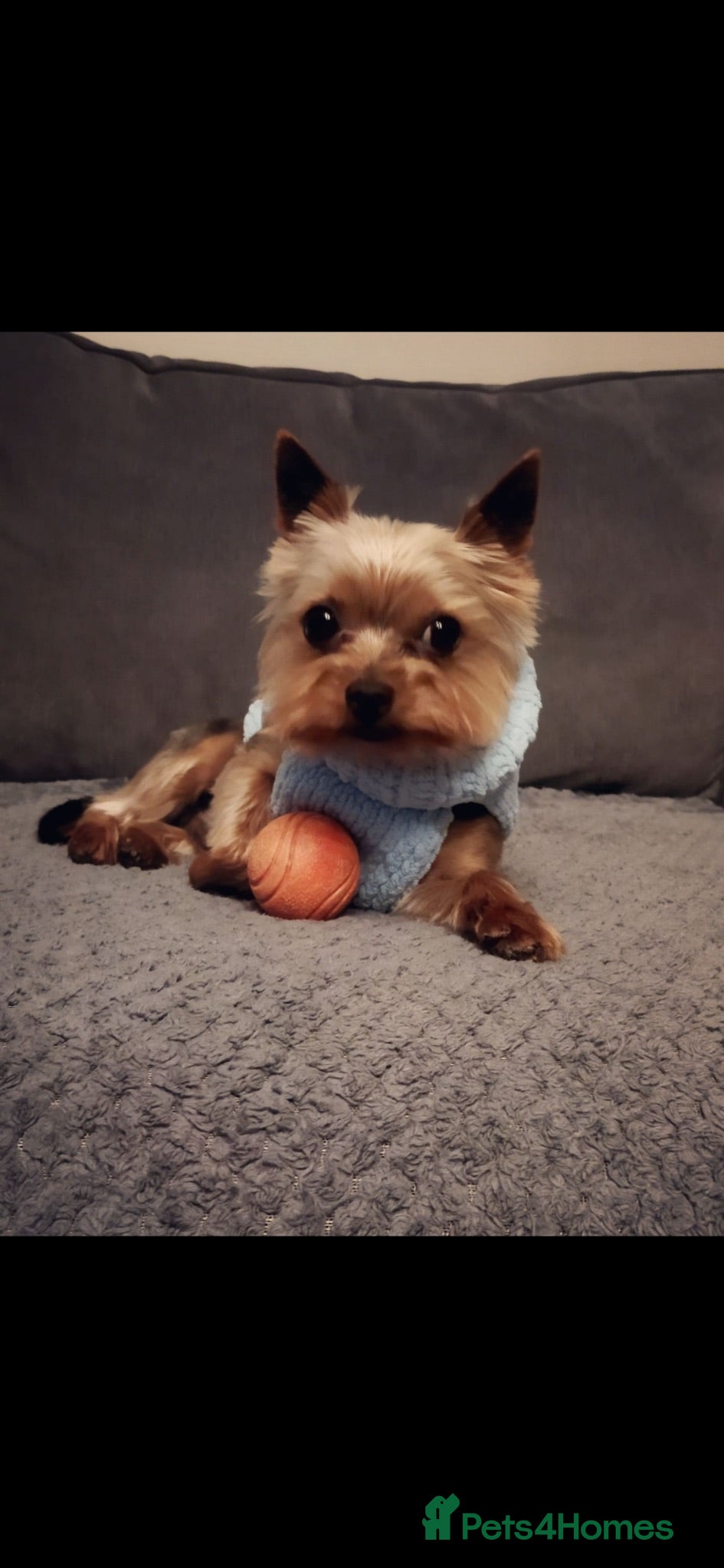 Yorkshire Terrier dogs Yorkshire Terrier Female Puppy - Advert 2