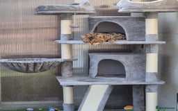 Bengal cats for sale: Gorgeous Bengal for Sale - Image 4