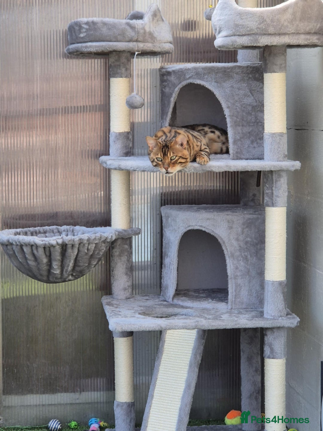 Bengal cats for sale: Gorgeous Bengal for Sale - Image 4