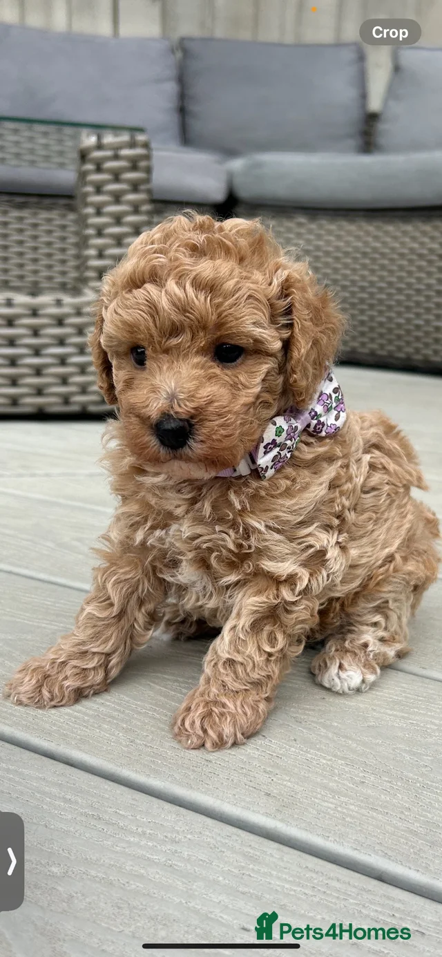 5*Beautiful Health tested F2b Cavapoo Puppies for sale in Peterborough ...