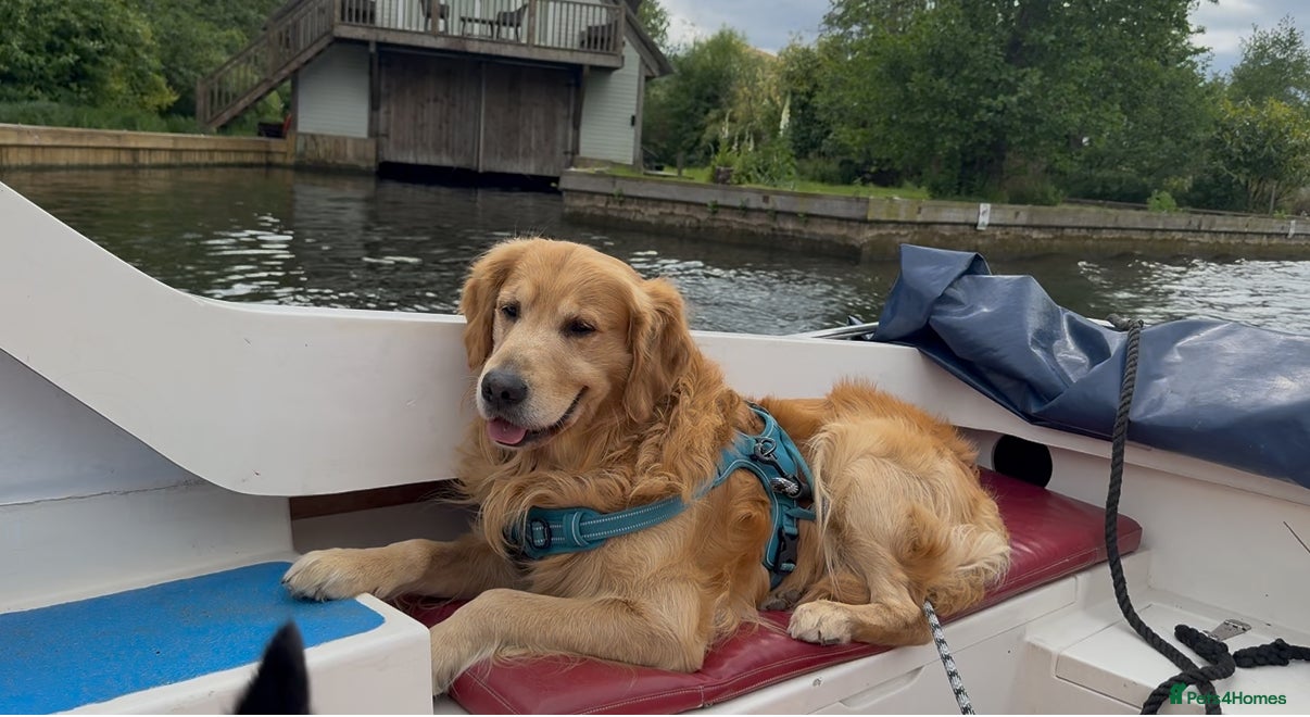 Golden Retriever dogs stunning dark golden stud - Advert 3