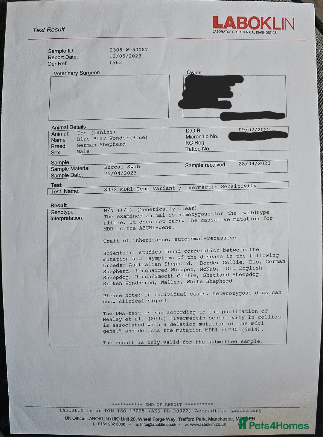 German Shepherd dogs for sale: 💠5 Beautiful healthy KC reg straight back GSP's💠 - Advert 16