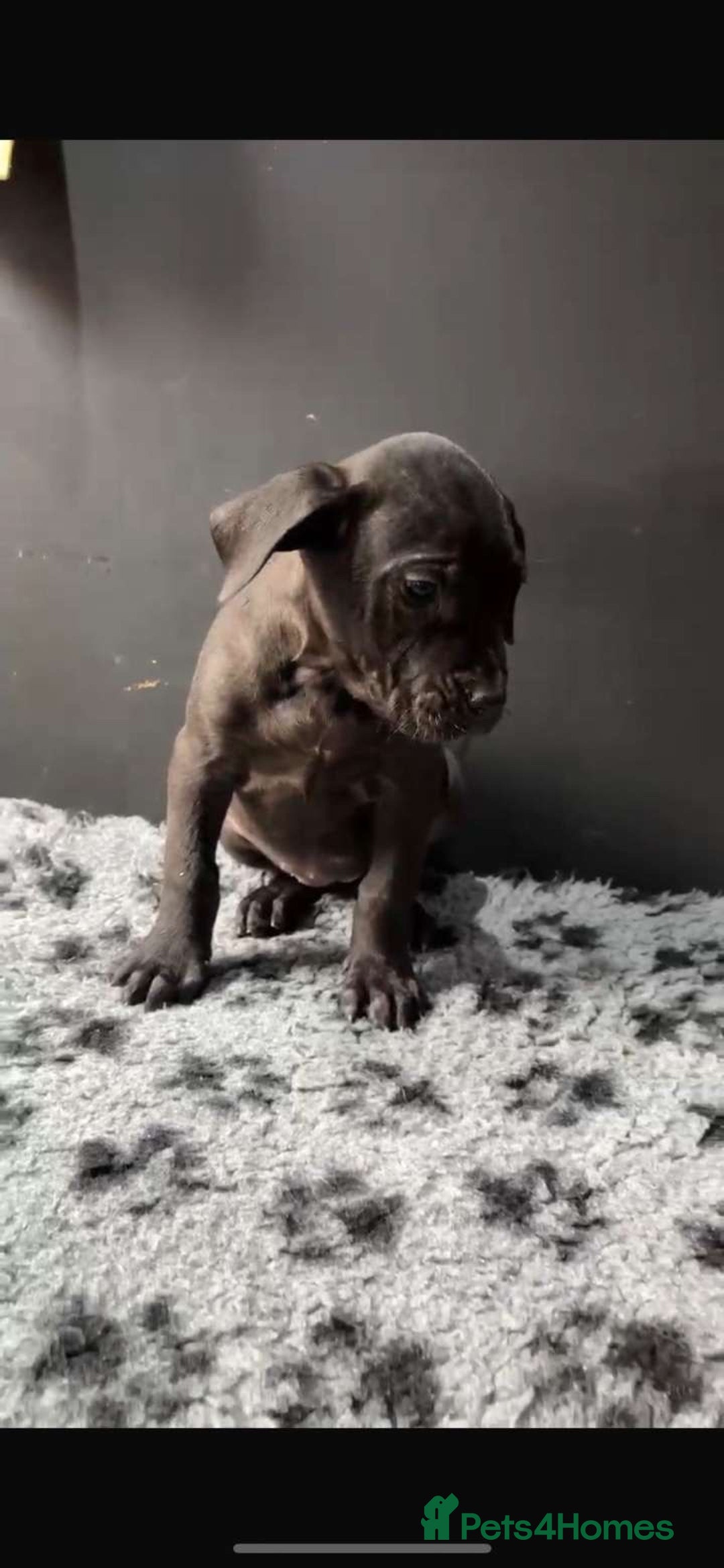 Presa Canario dogs for sale: Presa pups  - Image 6