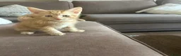 Mixed Breed cats for sale: Beautiful mixed breed kittens in Rotherham - Advert 3