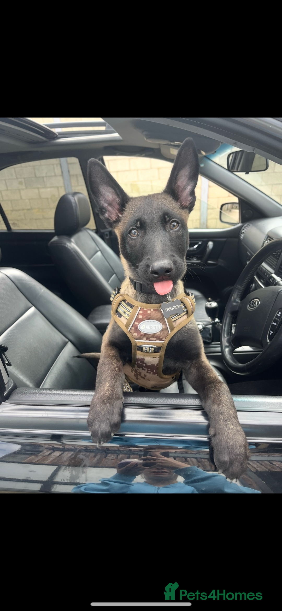 Belgian Shepherd Dog dogs for stud: Belgian Malinois Stud Male FCI - Image 10