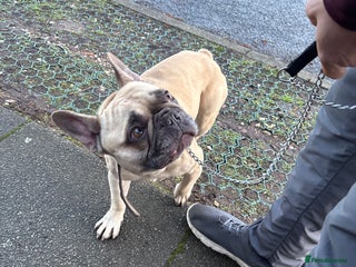 French Bulldog dogs Looking to rehome my French bulldog milo - Advert 1