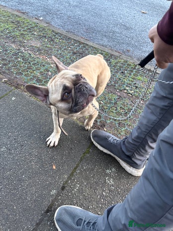 French Bulldog dogs Looking to rehome my French bulldog milo - Advert 1