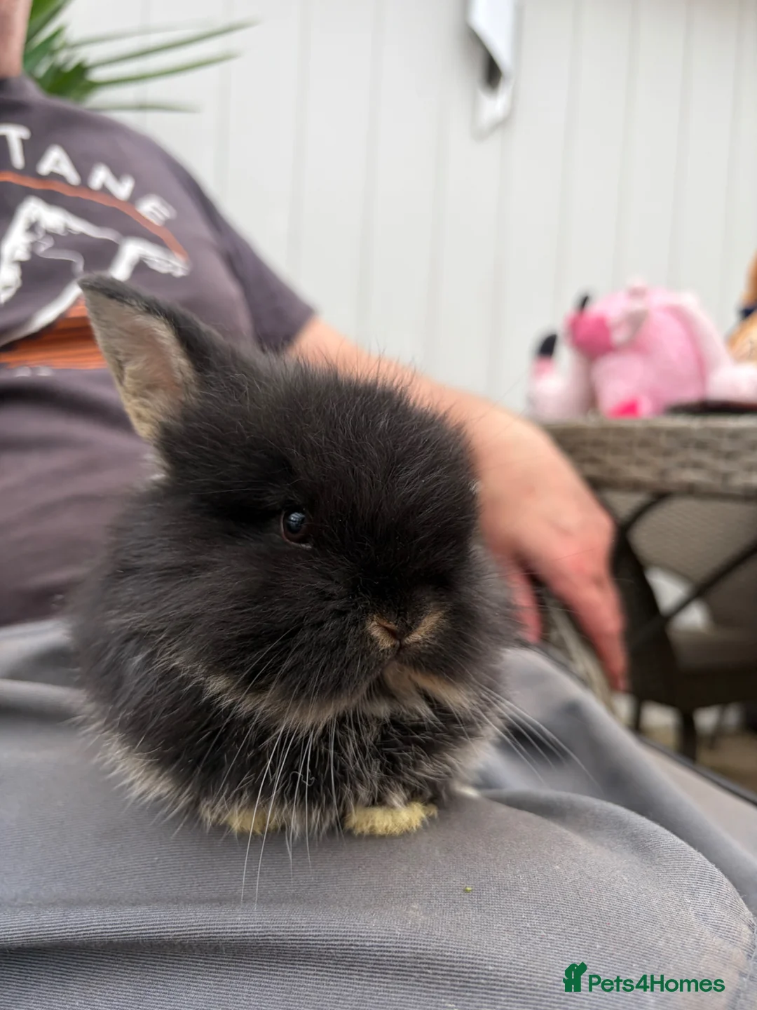 Mixed Breed rabbits for sale: Baby lionhead x harlequin lop bunnies - Advert 2