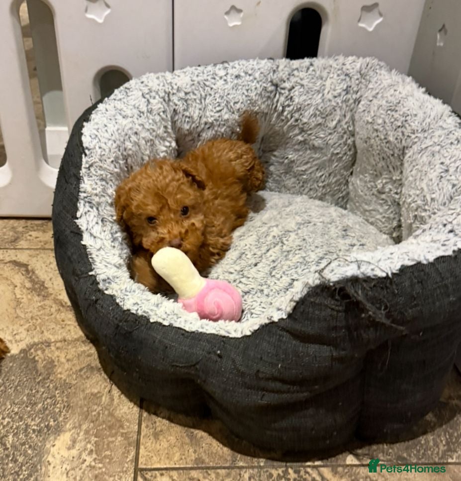 Cockapoo dogs COCKAPOO Puppies (Small Breed) - Advert 6