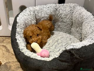 Cockapoo dogs COCKAPOO Puppies (Small Breed) - Advert 6