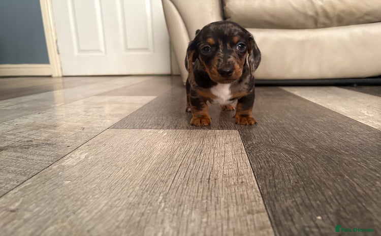 Dachshund dogs - Advert 1