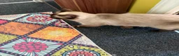 Ragdoll cats for sale: Female Ragdoll for sake - Advert 2