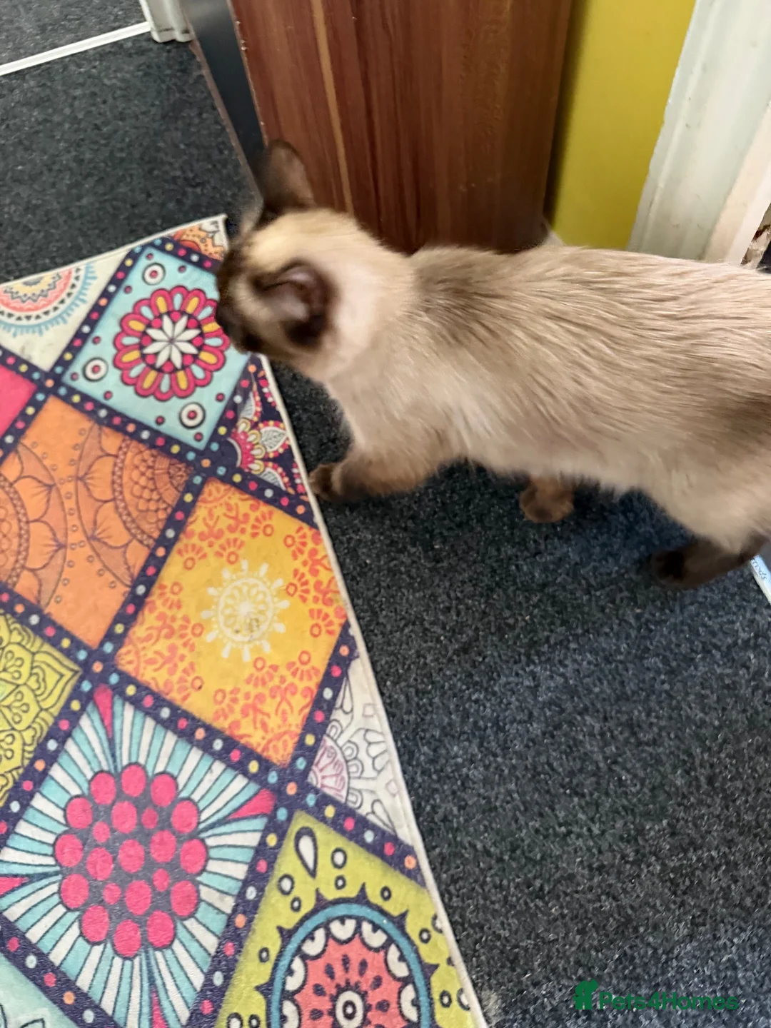 Ragdoll cats for sale: Female Ragdoll for sake - Advert 2