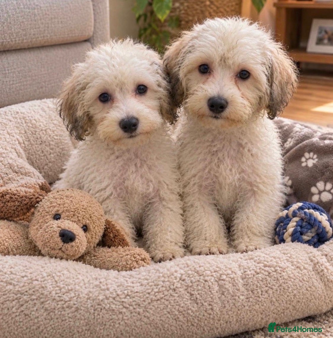 Maltipoo dogs Two Maltipoo Girl Puppies - Advert 11