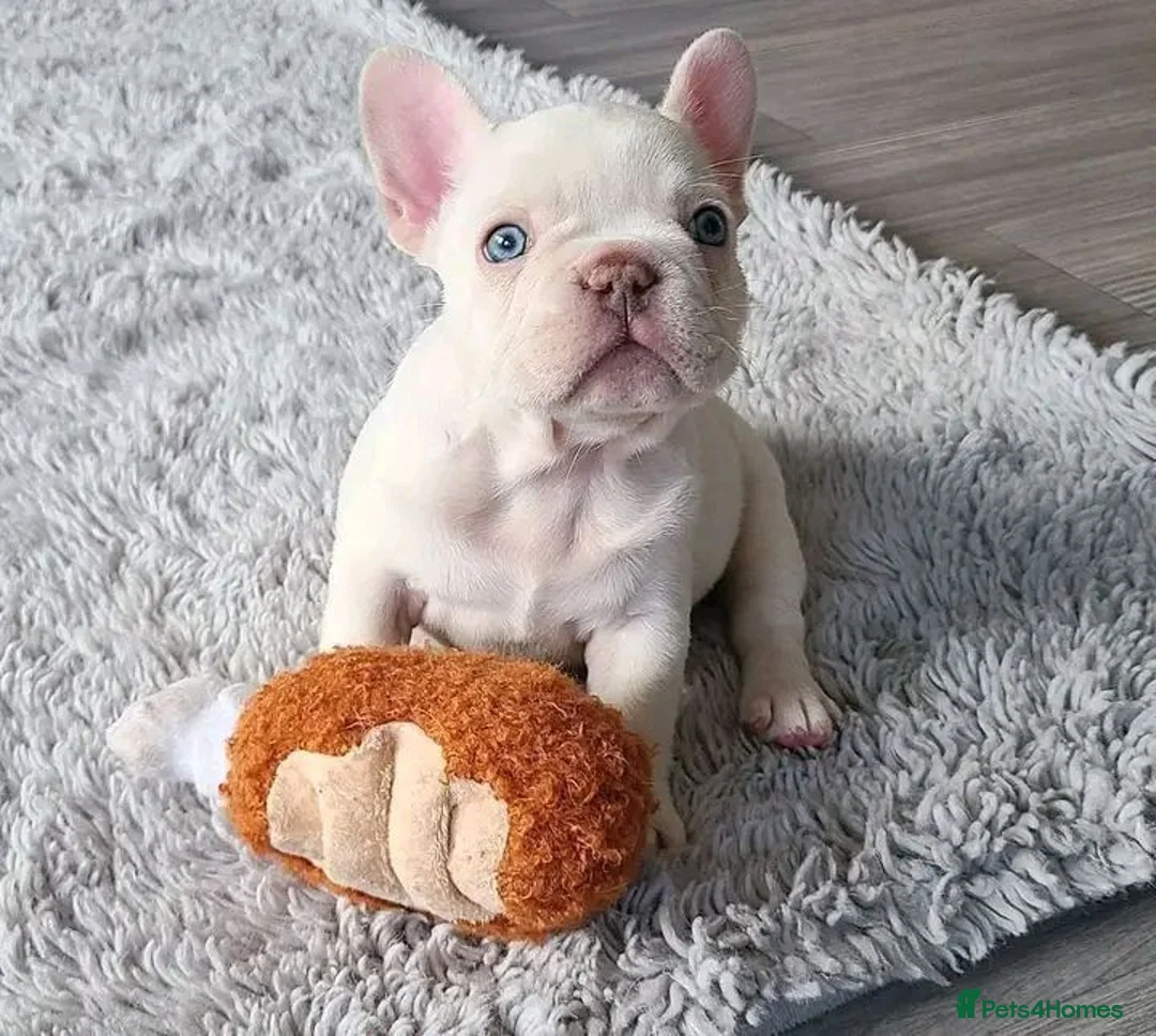 French Bulldog dogs for sale: Beautiful French Bulldog Puppies in Birmingham - Advert 2