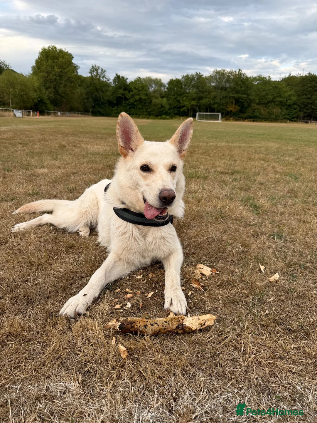 White Swiss Shepherd dogs for sale: White Swiss/german shepherd in Swansea - Advert 2