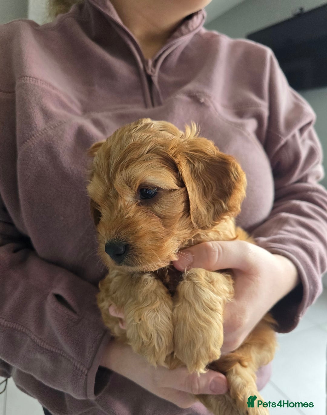 Cockapoo dogs for sale: F1B Red Cockapoo Pups - Image 6