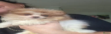 Pomeranian 1