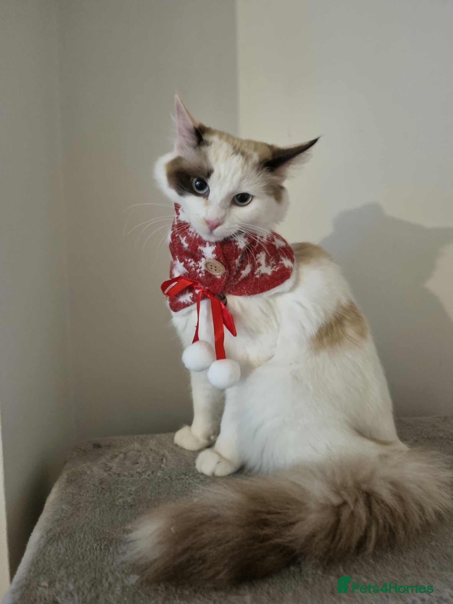 Ragdoll cats Ragdoll girls  - Advert 4