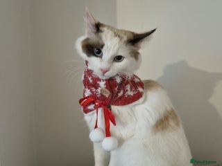 Ragdoll cats Ragdoll girls - Advert 4