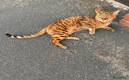 Bengal cats for sale: Bengal cat - Image 19