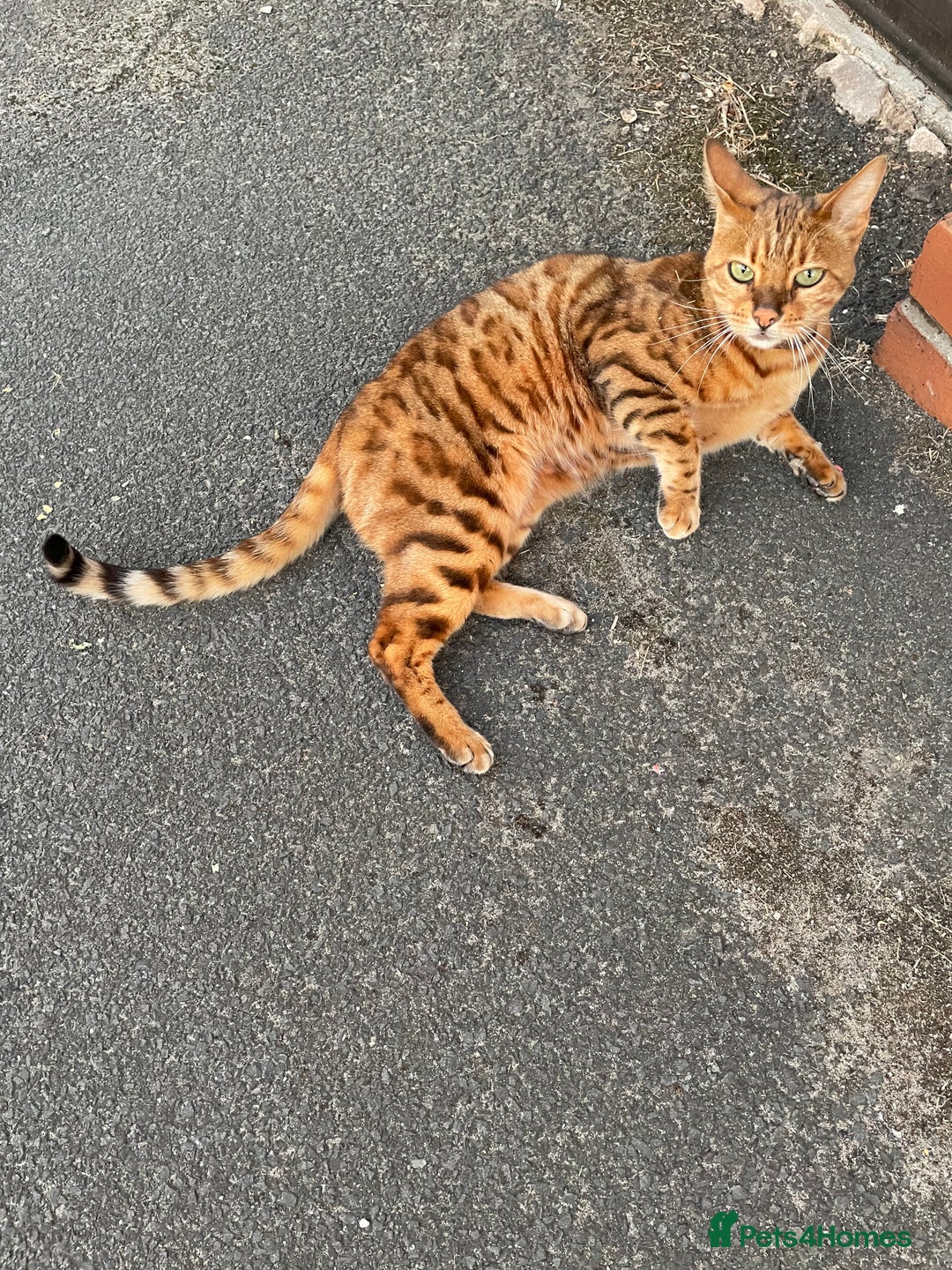 Bengal cats for sale: Bengal cat - Image 19