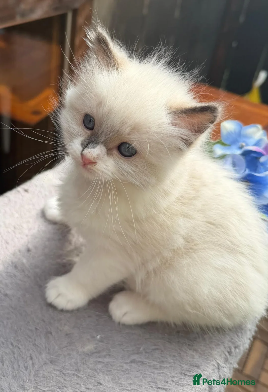 Ragdoll cats for sale: Purebred Ragdoll kittens - Advert 2