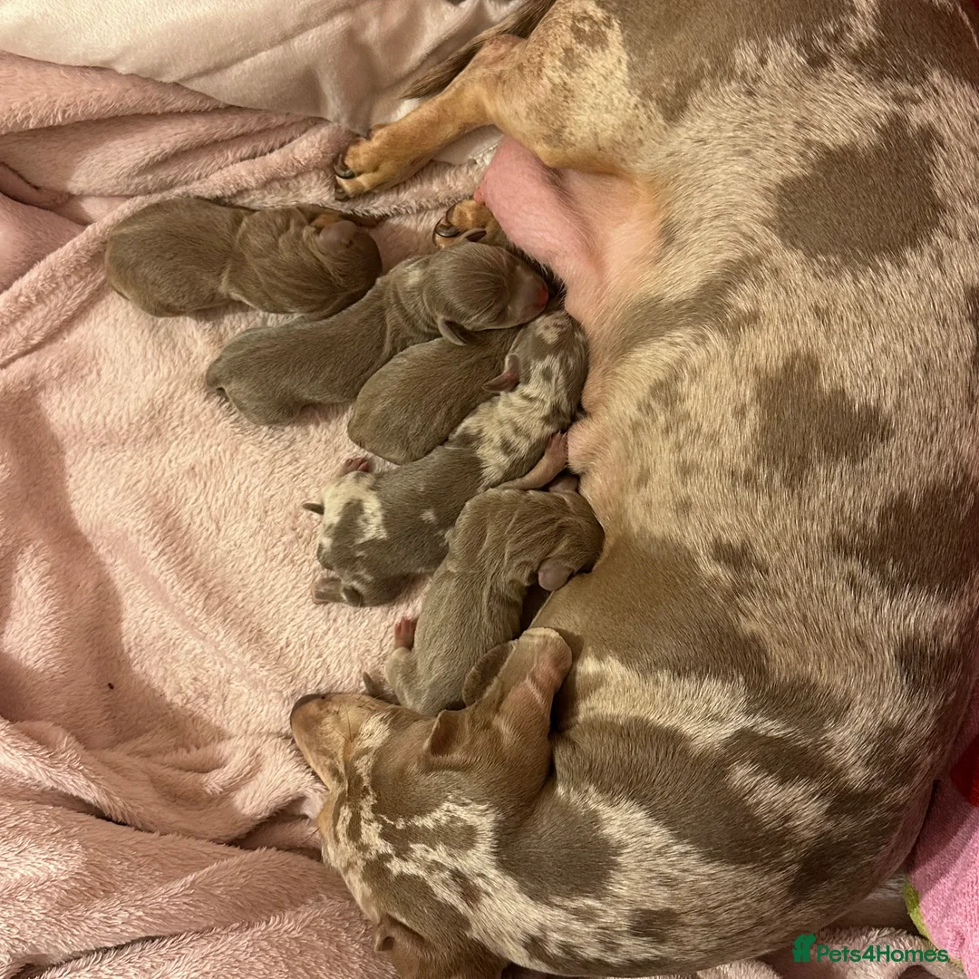 Miniature Dachshund dogs for sale: Kc smooth haired miniature dachshunds - Advert 1