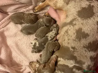 Miniature Dachshund dogs Kc smooth haired miniature dachshunds - Advert 9