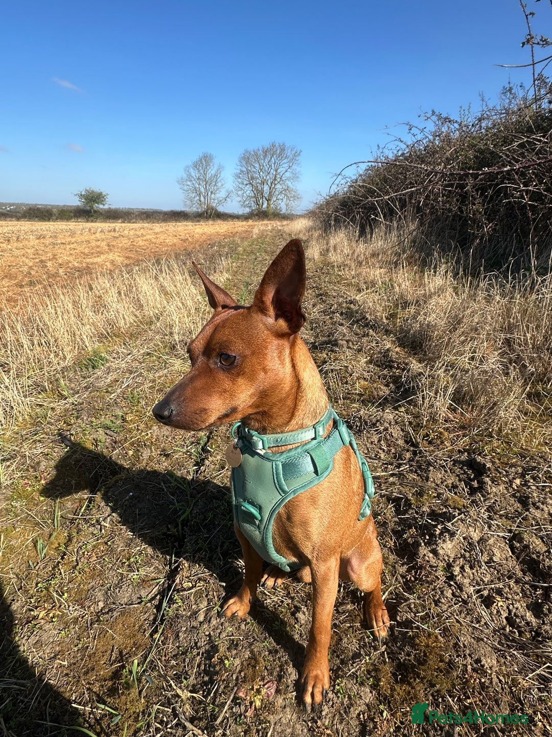 Miniature Pinscher dogs for sale: Loving Homes Wanted for Two Miniature Pinschers - Advert 16