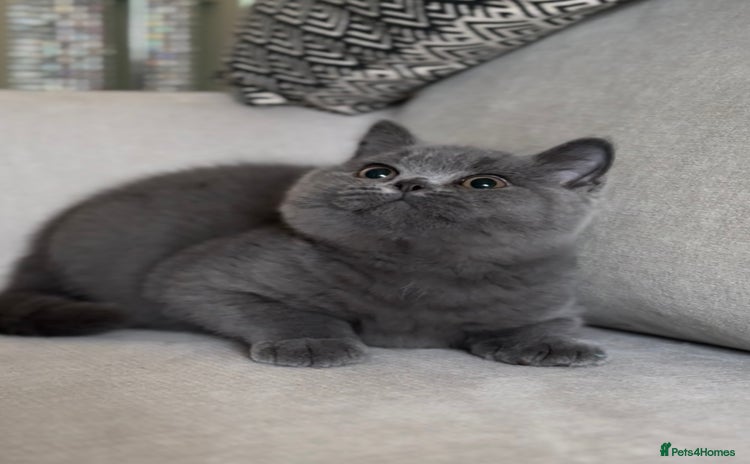 British Shorthair cats - Advert 9