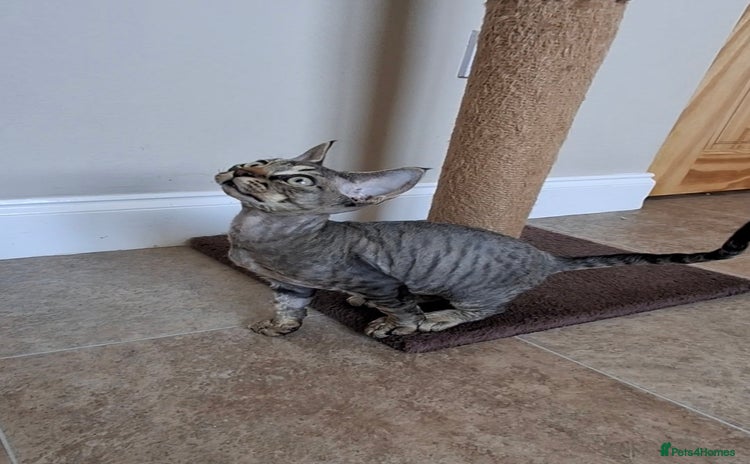 Devon Rex cats - Advert 4